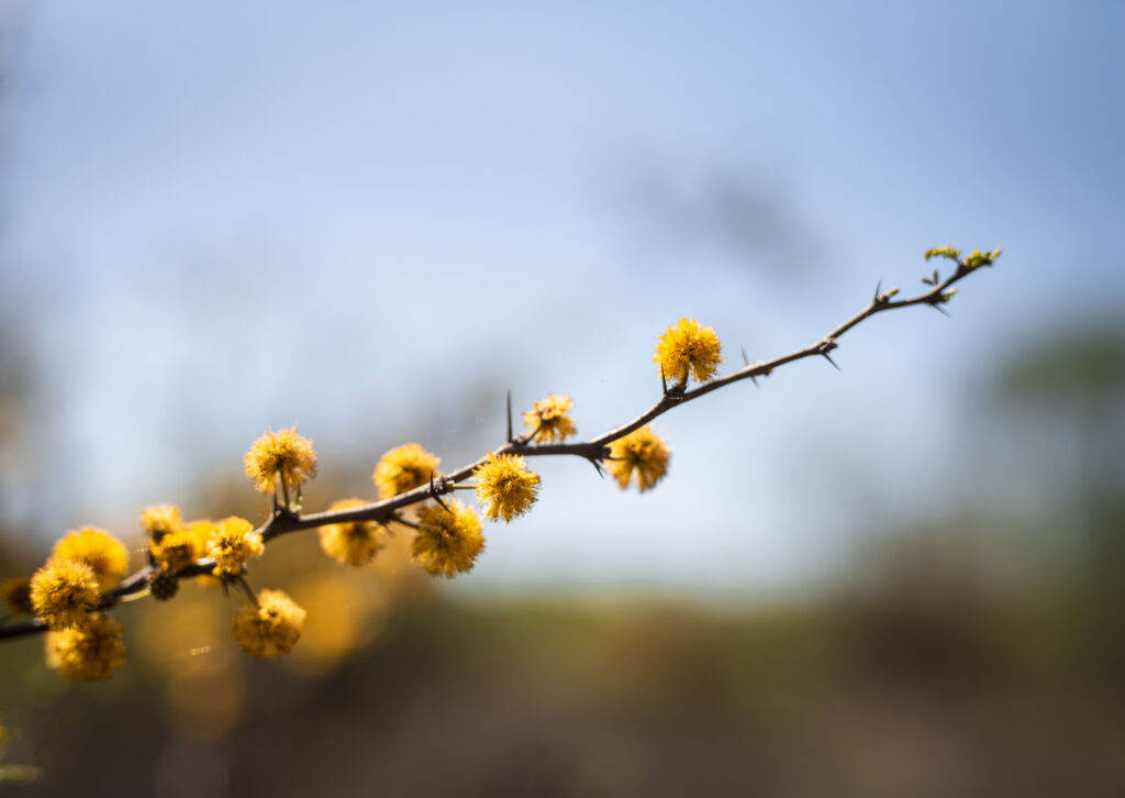 Home Flor de espinillo